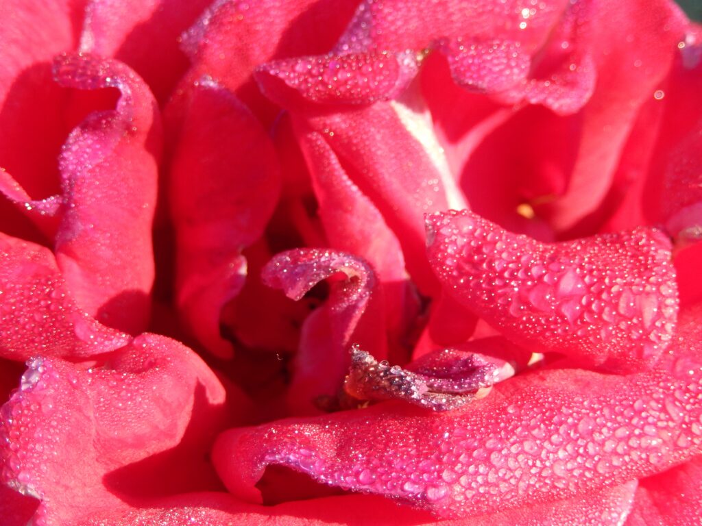 Vibrant Rose Close-Up with Shimmering Dewdrops - Wallpaper Background