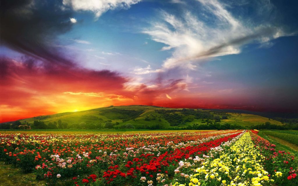 Vibrant rose field with red yellow white blooms under colorful sunset sky and green hills Wallpaper