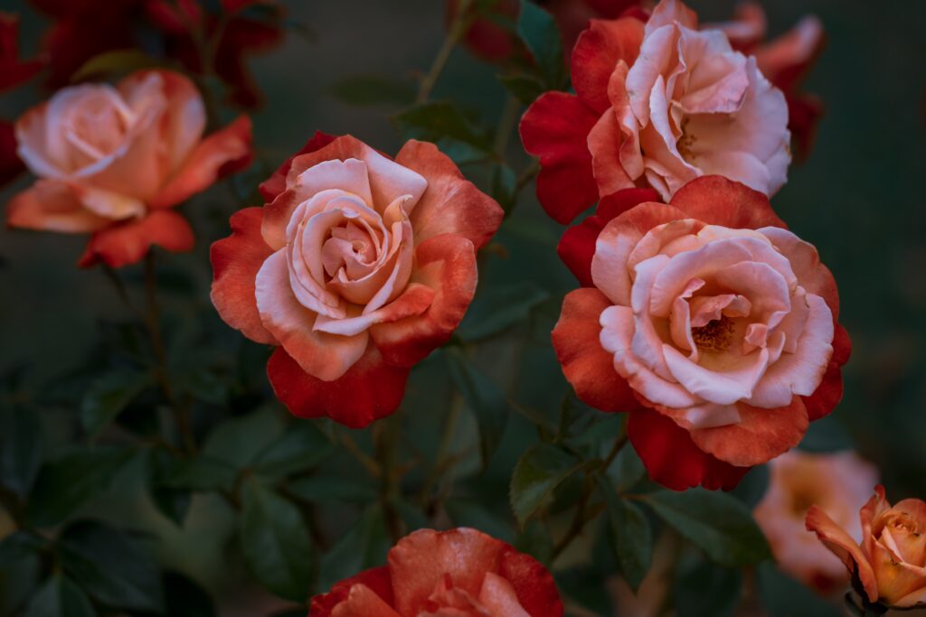 Vibrant Rose Garden Wallpaper: Blooming Pink & Red Roses Background