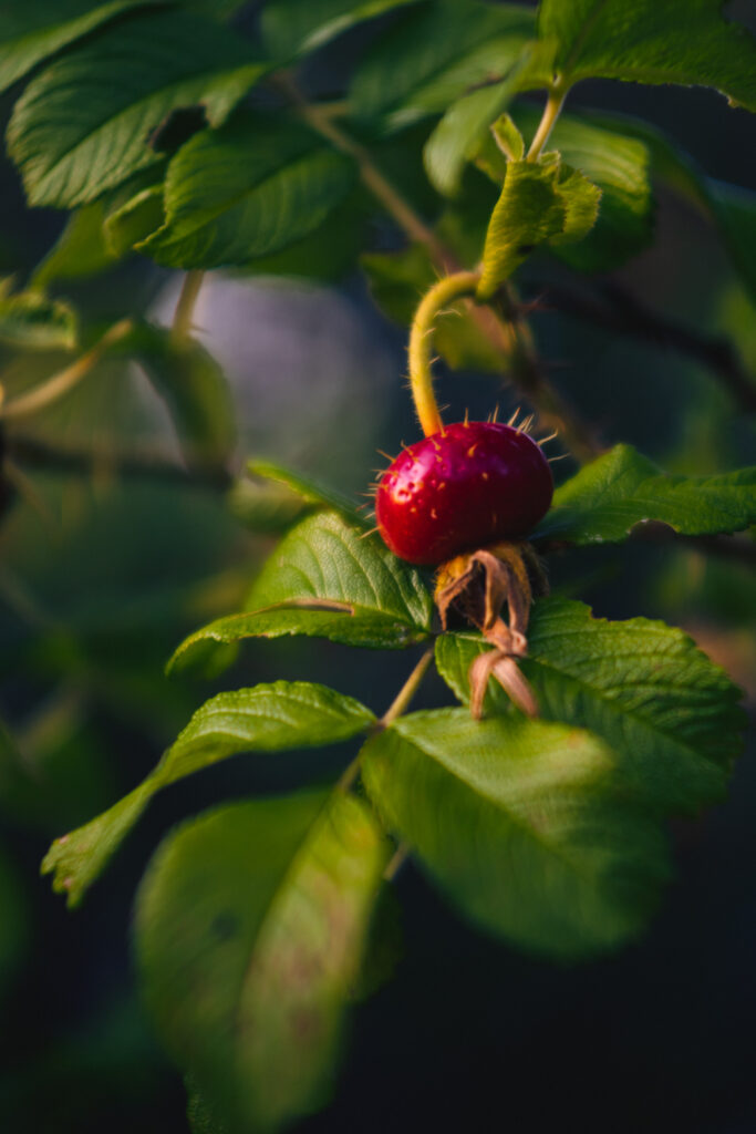Vibrant Rose Hip Macro: Red Berry & Green Leaves Wallpaper
