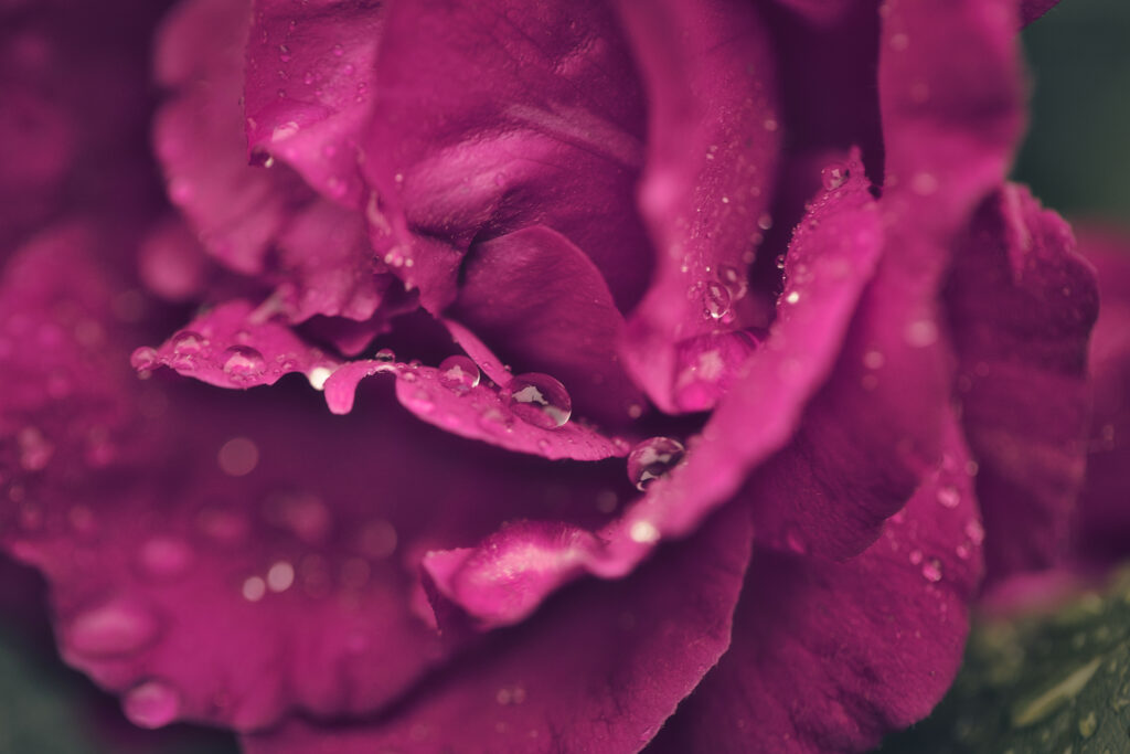 Vibrant Rose Macro Wallpaper: Fresh Beauty with Shimmering Dew Drops