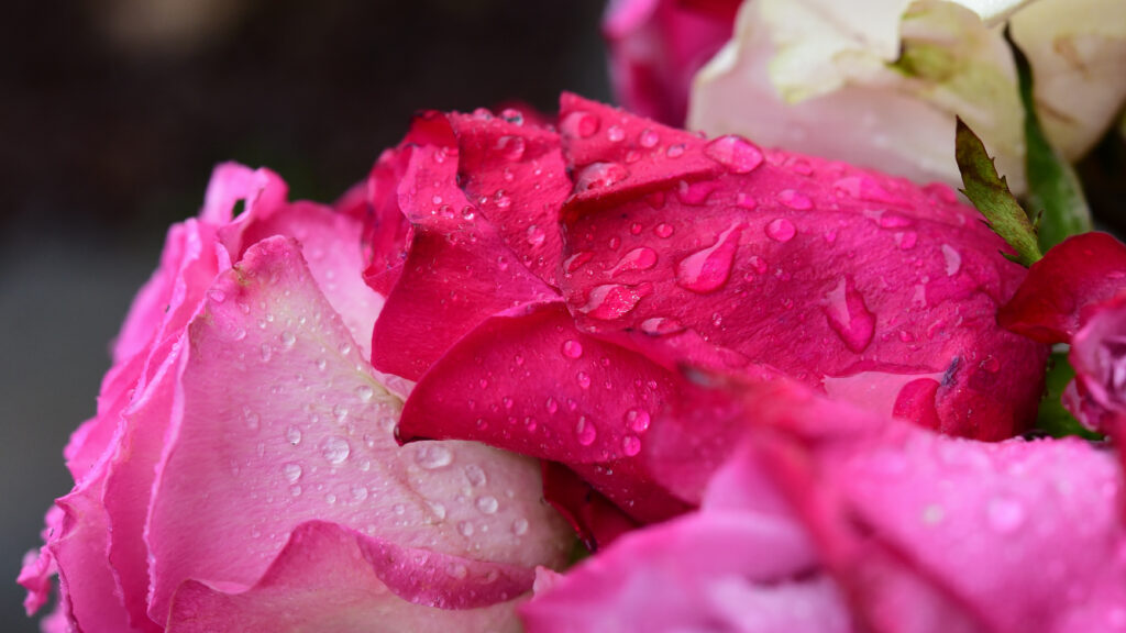 Vibrant Rose Macro Wallpaper: Water Droplets & Nature's Detail