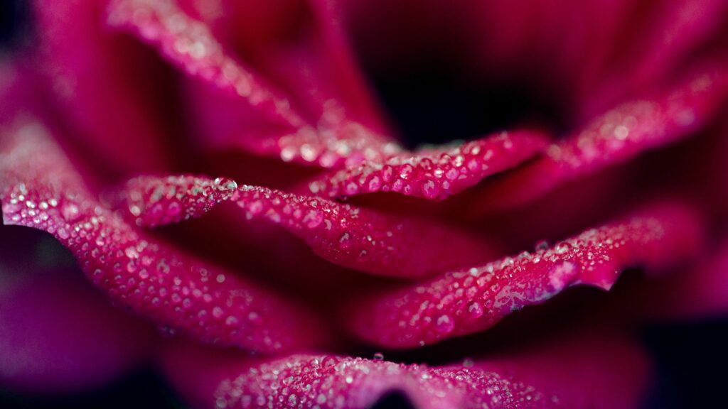 Close-Up Rose Petals with Water Drops: Vibrant Textured Wallpaper