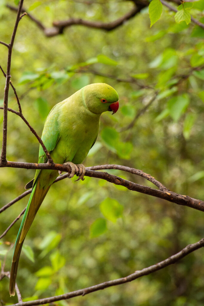 Vibrant Rose-Ringed Parakeet Perched on Branch amidst Lush Background Wallpaper