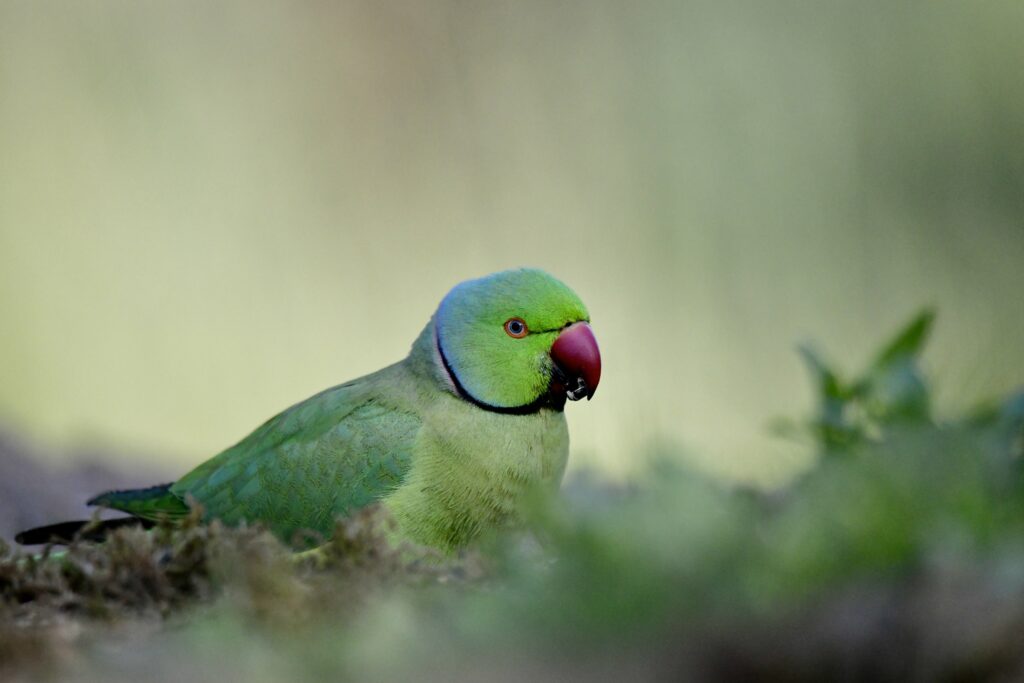 Vibrant Rose-Ringed Parakeet Wallpaper: Bright Green Beauty