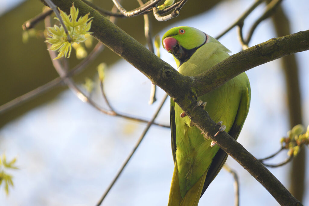 Vibrant Rose-Ringed Parakeet Wallpaper: Nature's Serene Beauty