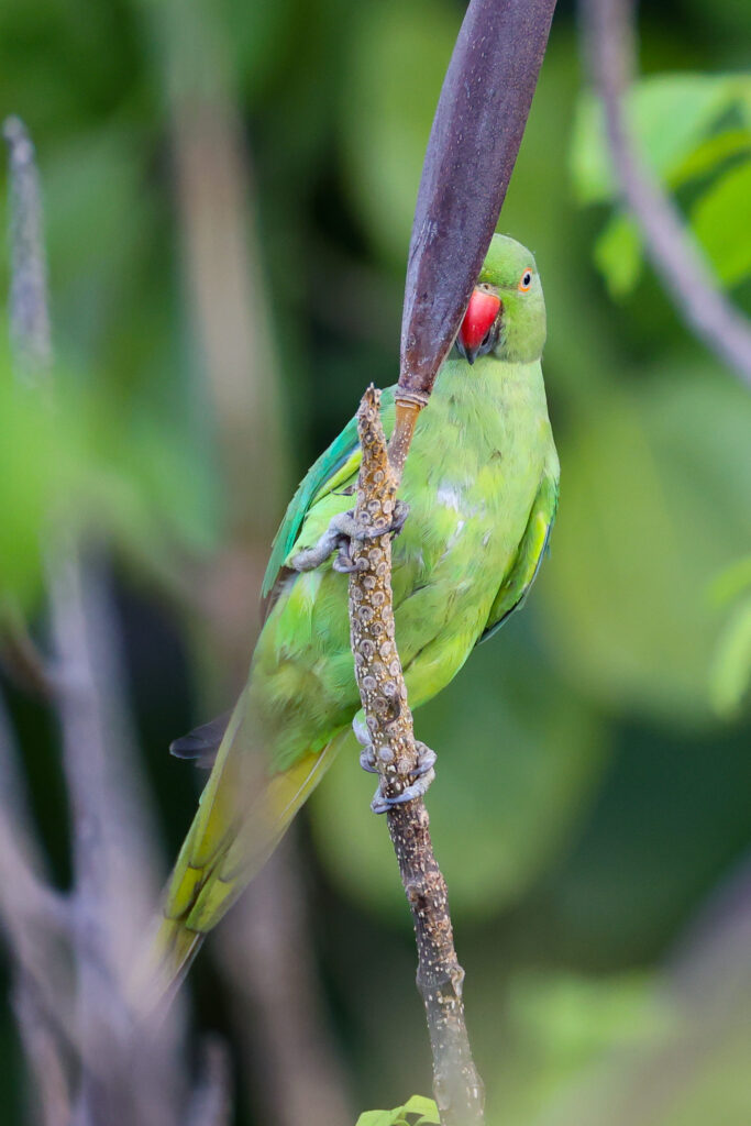 Vibrant Rose-Ringed Parakeet on Branch in Lush Greenery Wallpaper