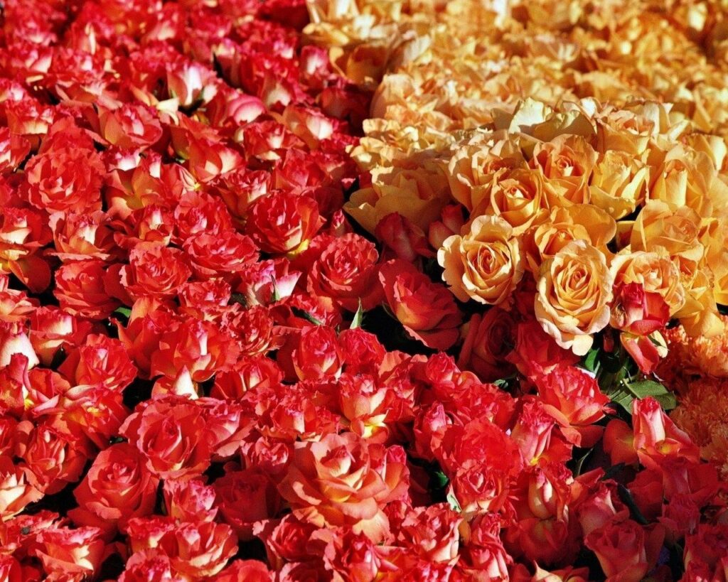 Vibrant Roses Wallpaper: Colorful Floral Tapestry Background 1280x1024