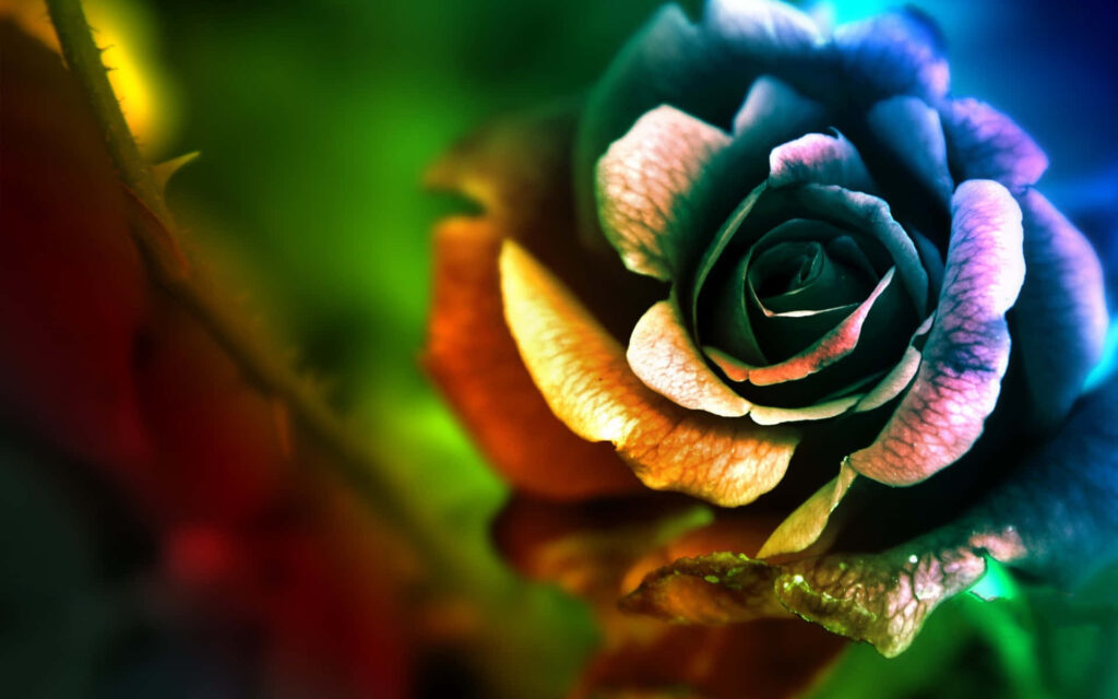 Colorful Rose Wallpaper: Artistic Gradient Floral Background