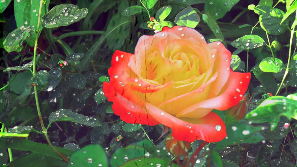 Vibrant Rose Wallpaper: Deep Red to Soft Yellow Gradient Background
