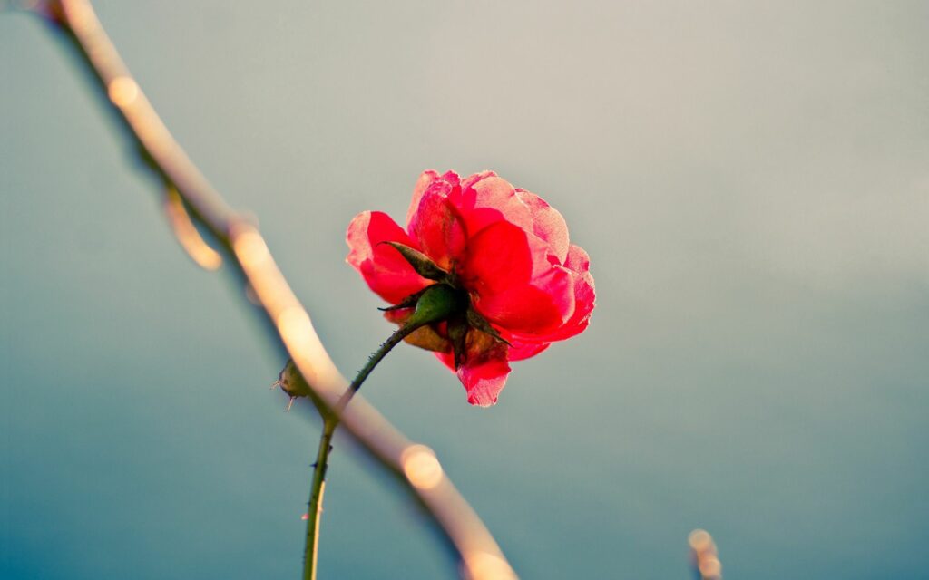 Vibrant Rose Wallpaper: Solitude & Beauty on Blurred Background