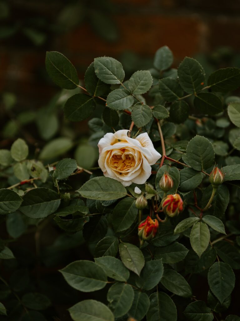 Vibrant Rose Wallpaper: Lush Green Leaves & Serene Background