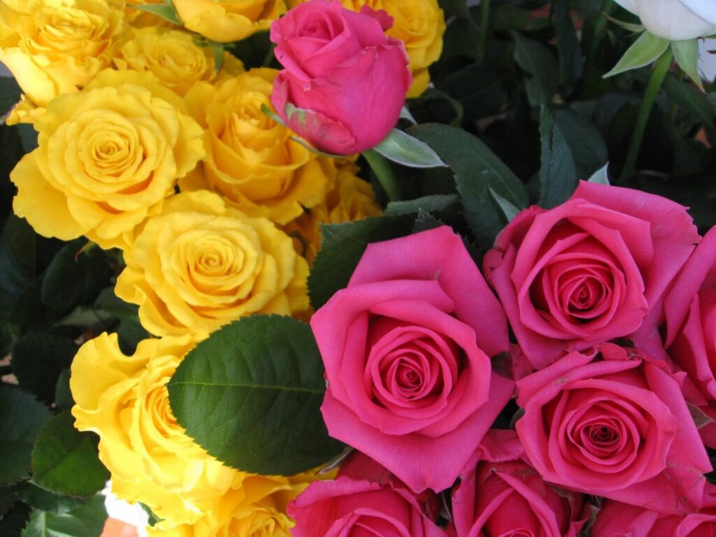 Vibrant Rose Wallpaper: Blooming Pink & Yellow Floral Background