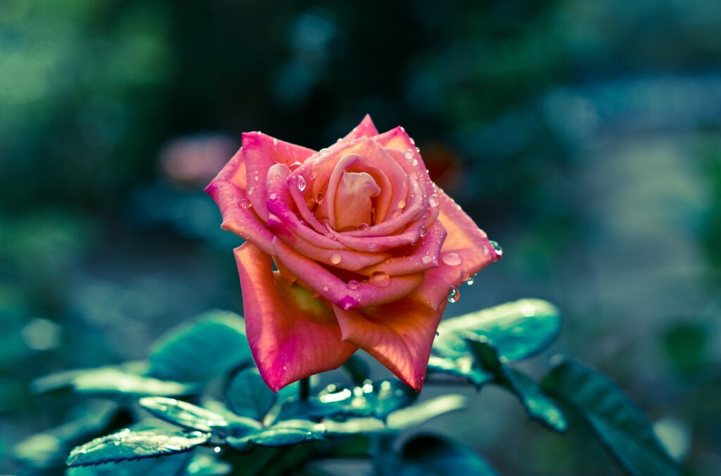 Vibrant Rose Bloom: Water-Dropped Petals Wallpaper Background