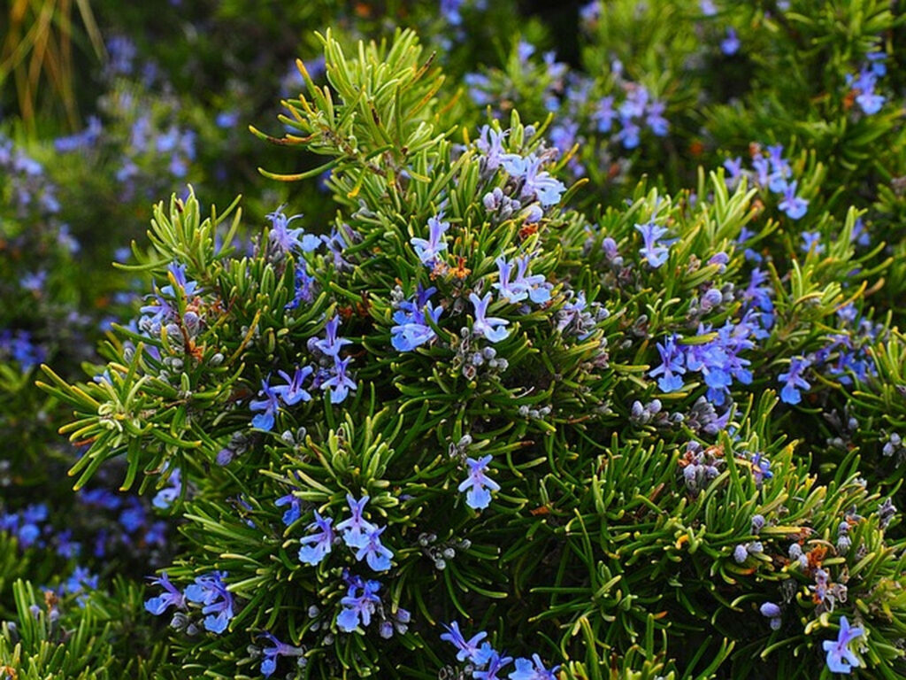 Lush Rosemary Wallpaper with Vibrant Blue Flower Background
