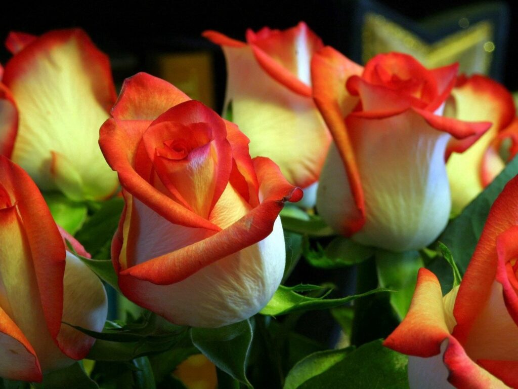 Vibrant Orange and White Roses on Dark Background - Floral Wallpaper