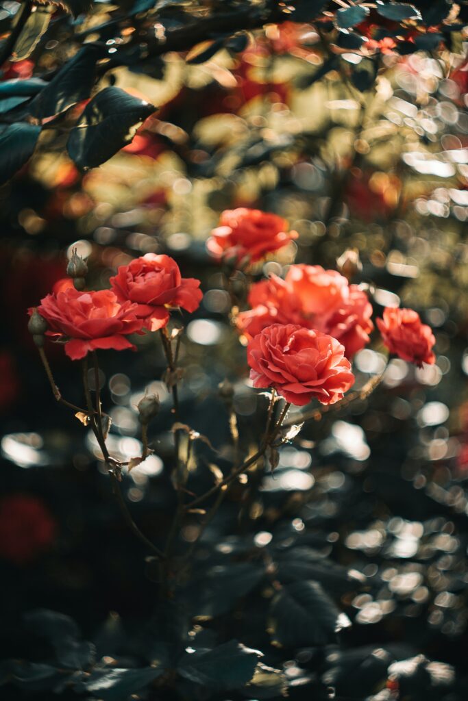 Vibrant Pink & Red Roses Wallpaper in Serene Garden Background