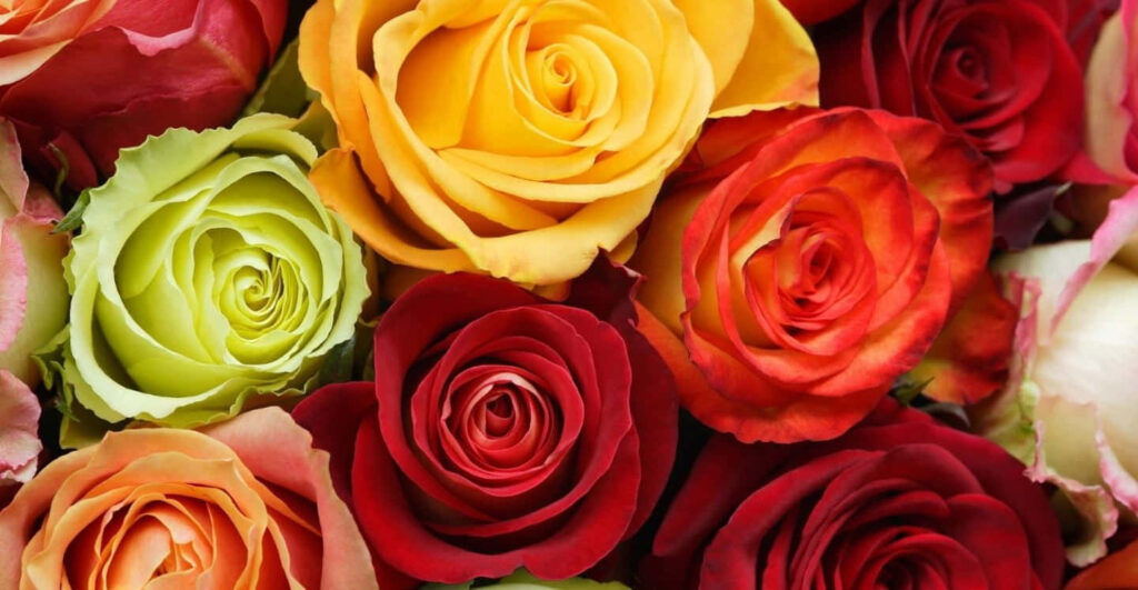 Vibrant Roses in Bloom: A Captivating Floral Display Background Wallpaper