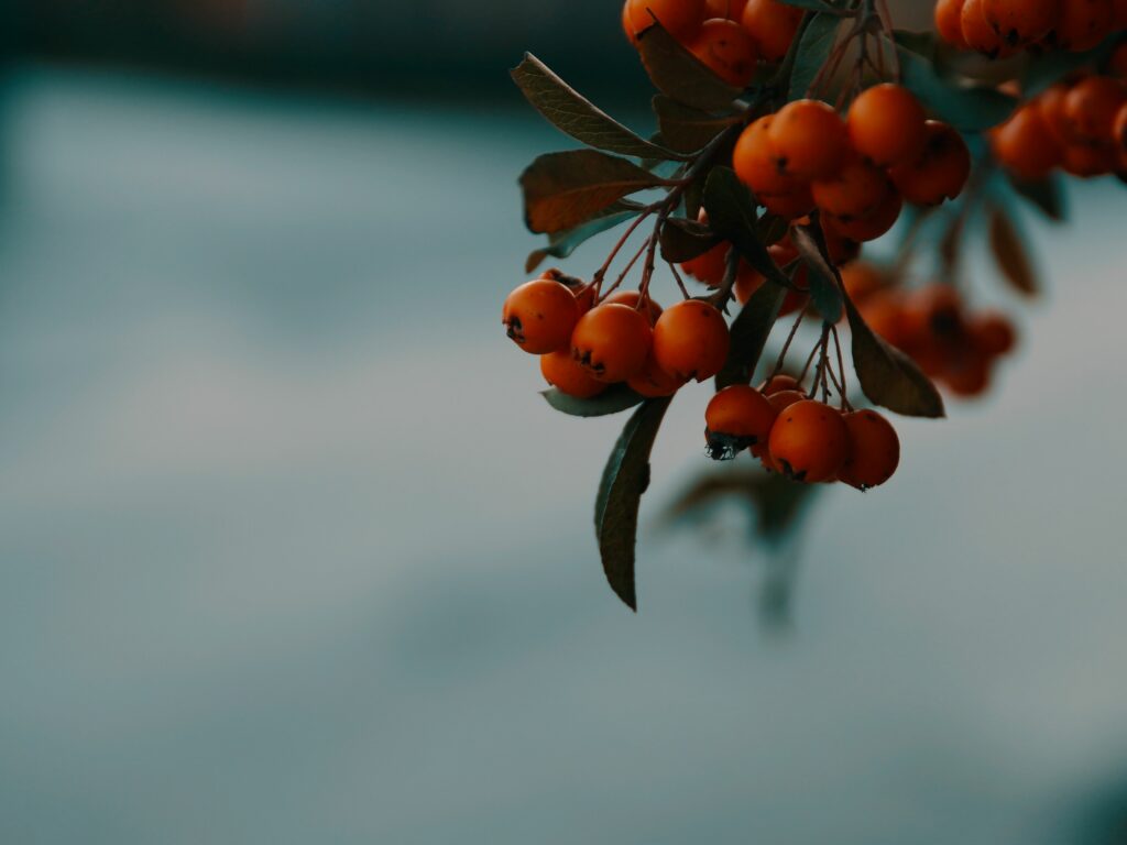 Vibrant Rowan Branch with Orange Berries - Serene Autumn Wallpaper