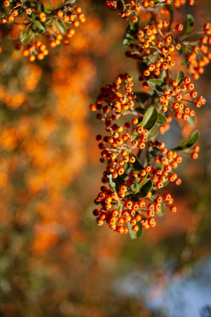 Vibrant Rowan Berries Macro Wallpaper - Bright Orange & Green Design