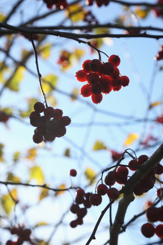 Vibrant Rowan Berries Wallpaper: Macro Branches & Blue Sky Background