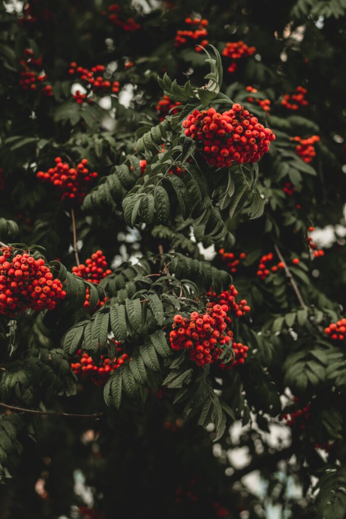 Rowan berries cluster on branches with dark green leaves autumn wallpaper background vibrant red