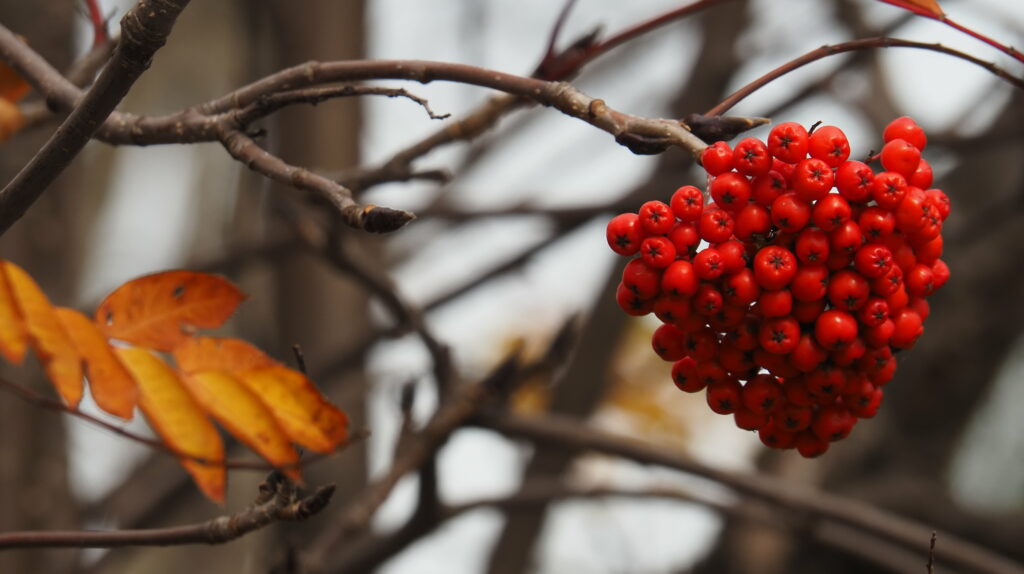 Vibrant Rowan Branch with Red Berries & Autumn Leaves | Wallpaper