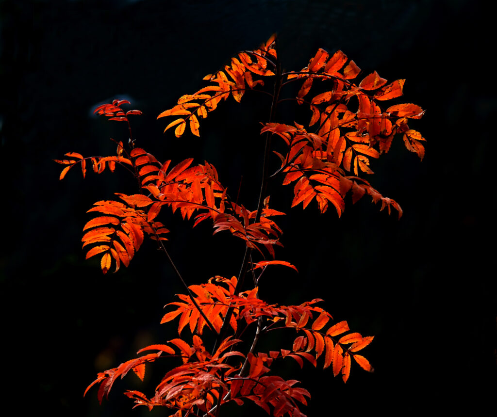 Vivid Rowan Branches Macro Wallpaper - Red Leaves on Dark Background