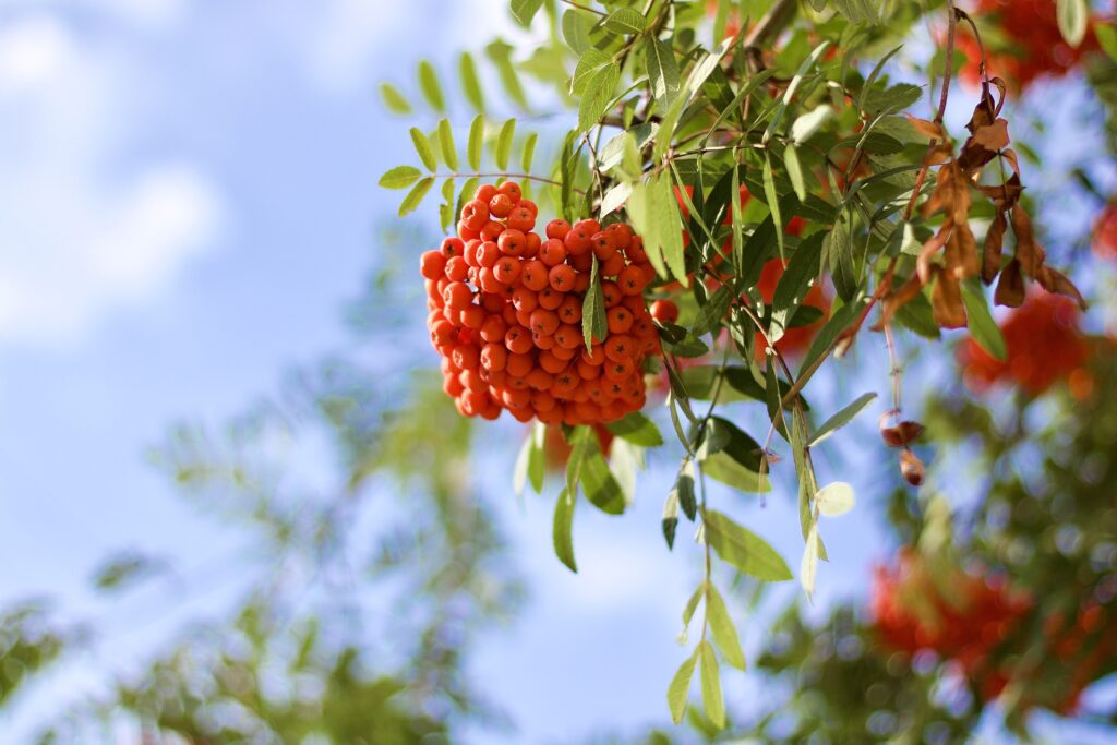 Vibrant Rowan Tree Branch with Orange Berries: Nature Wallpaper