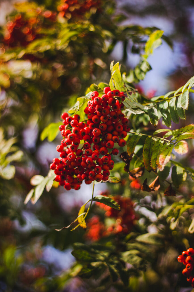 Close-up of rowan tree branch with ripe red berries sunlight on green leaves wallpaper background