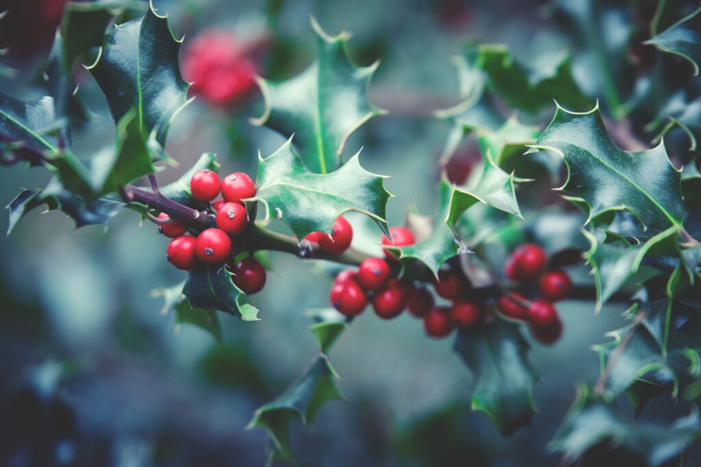 Vibrant Rowan Tree Wallpaper: Bright Red Berries & Green Leaves
