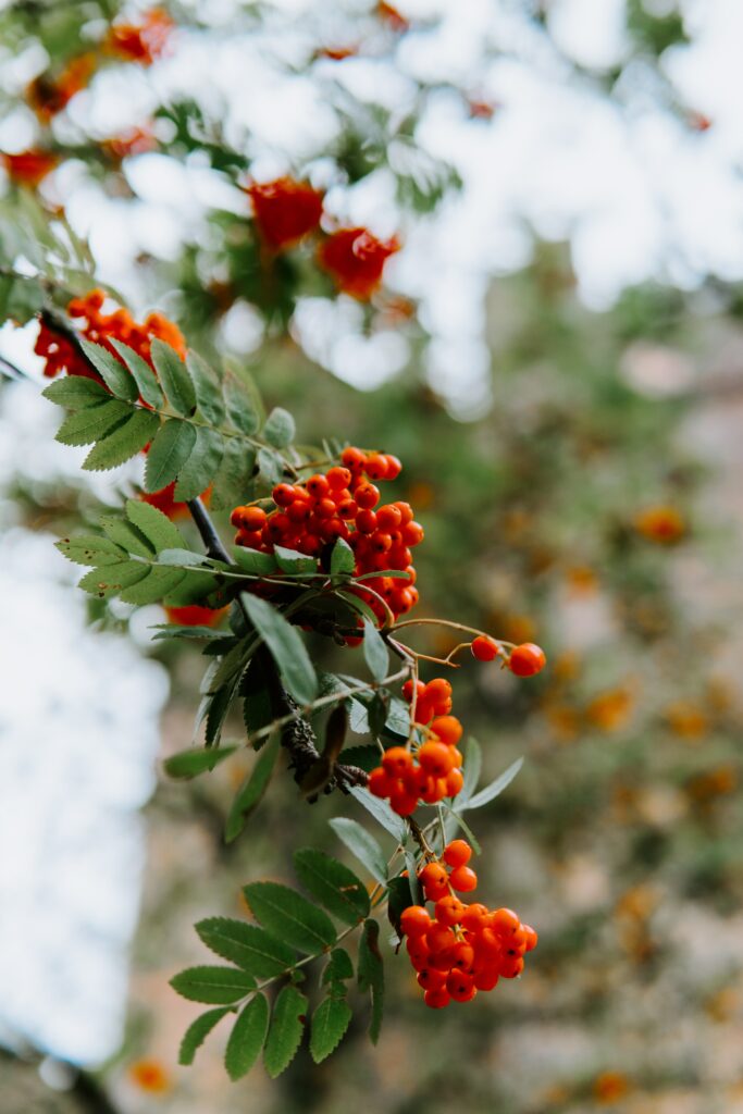 Vibrant Rowan Tree Wallpaper: Red Berries & Green Leaves Background