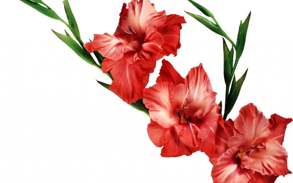 Ruby red Gladiolus flowers with vibrant petals and green leaves on white background wallpaper