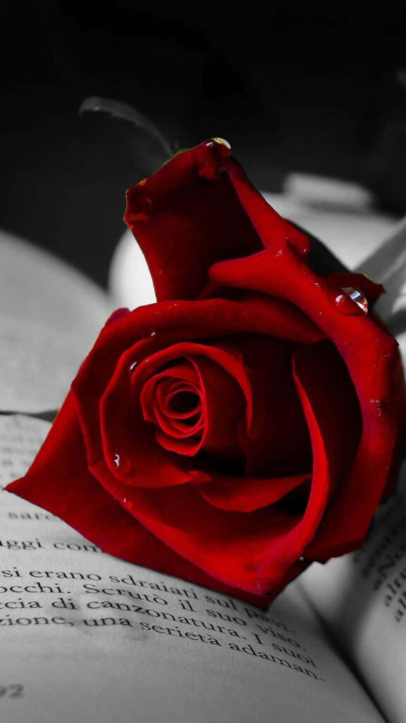 Vibrant Ruby Rose Mobile Wallpaper on Book - Black & White Background