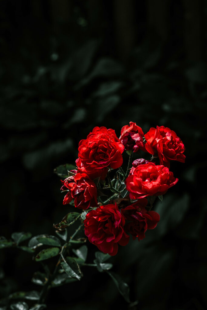 Vibrant Ruby Red Roses on Dark Green Background - Striking Floral Wallpaper