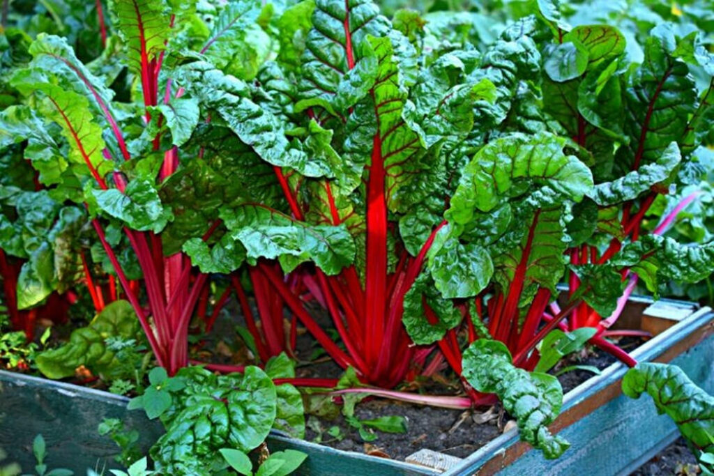 Vibrant Ruby Red Swiss Chard Wallpaper for a Lush Garden Background