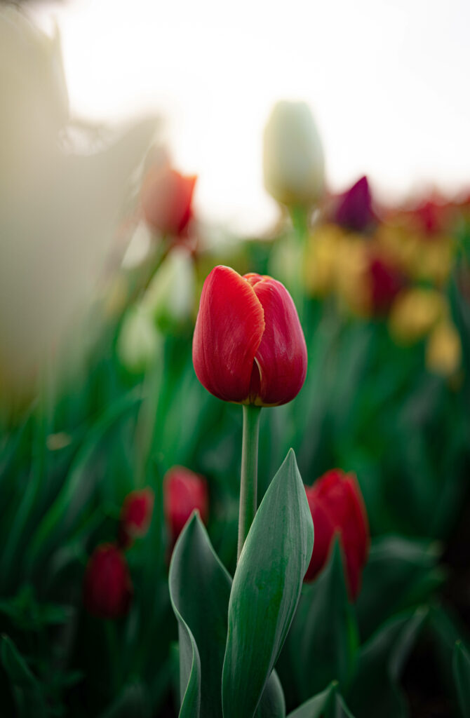 Elegant Ruby Red Tulip Wallpaper with Dreamy Spring Background