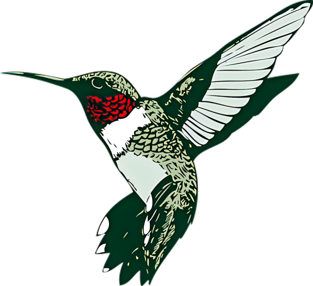 Vibrant Ruby-Throated Hummingbird Illustration on Transparent PNG Wallpaper