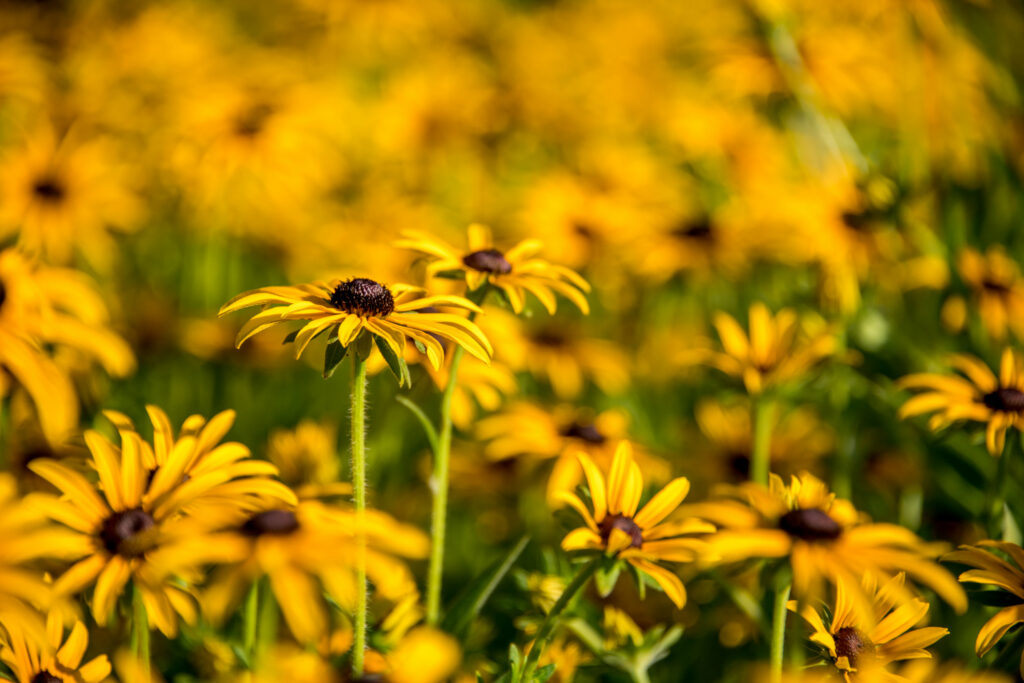 Vibrant Rudbeckia Wallpaper: Bright Yellow Petals & Soft Background