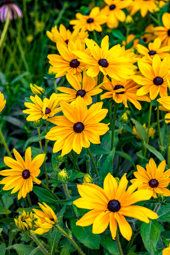 Vibrant Yellow Rudbeckia Flowers Wallpaper - Nature's Cheerful Blooms