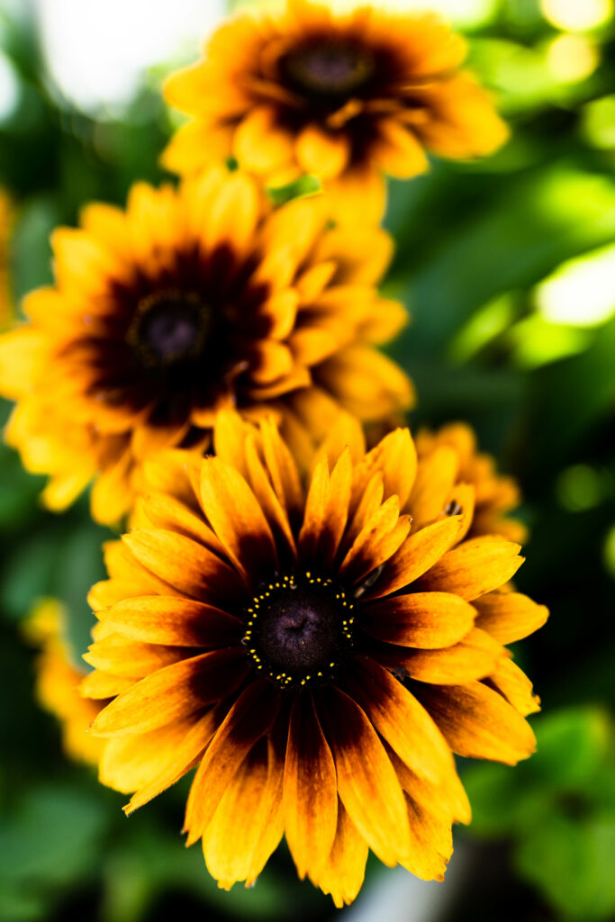 Vibrant Rudbeckia Flowers: Golden-Yellow Petals with Soft Background Wallpaper
