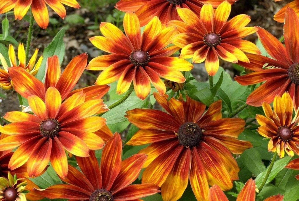 Vibrant Rudbeckia Flowers in Orange & Yellow - Bright Background Wallpaper