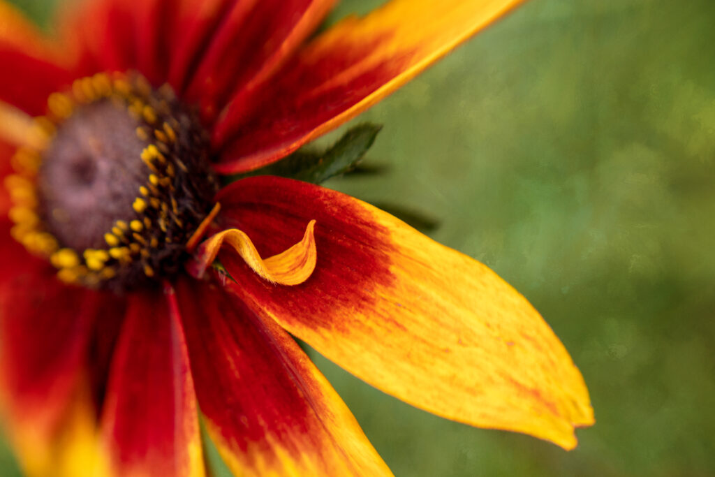 Vibrant Rudbeckia Flower Wallpaper: Macro Shot with Red & Yellow Petals
