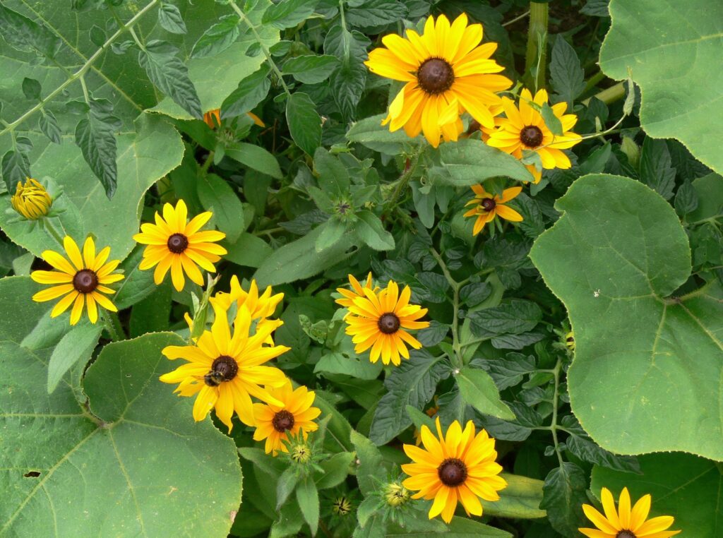 Vibrant Rudbeckia Wallpaper: Striking Yellow Blooms & Green Foliage