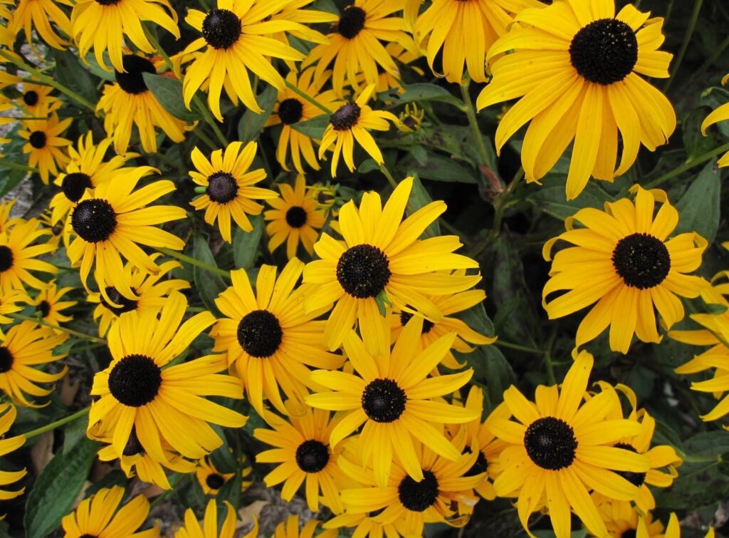 Vibrant Rudbeckia Wallpaper: Yellow Petals & Lush Garden Background