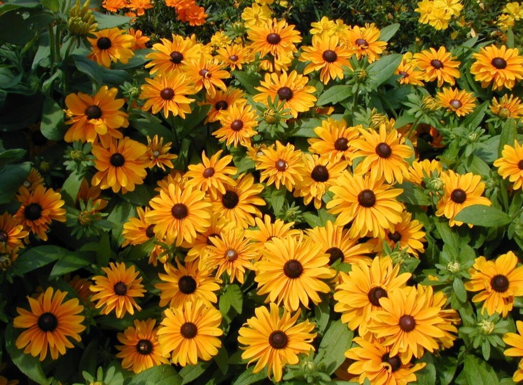 Vibrant Rudbeckia Flowers in Bloom - Cheerful Garden Background Wallpaper