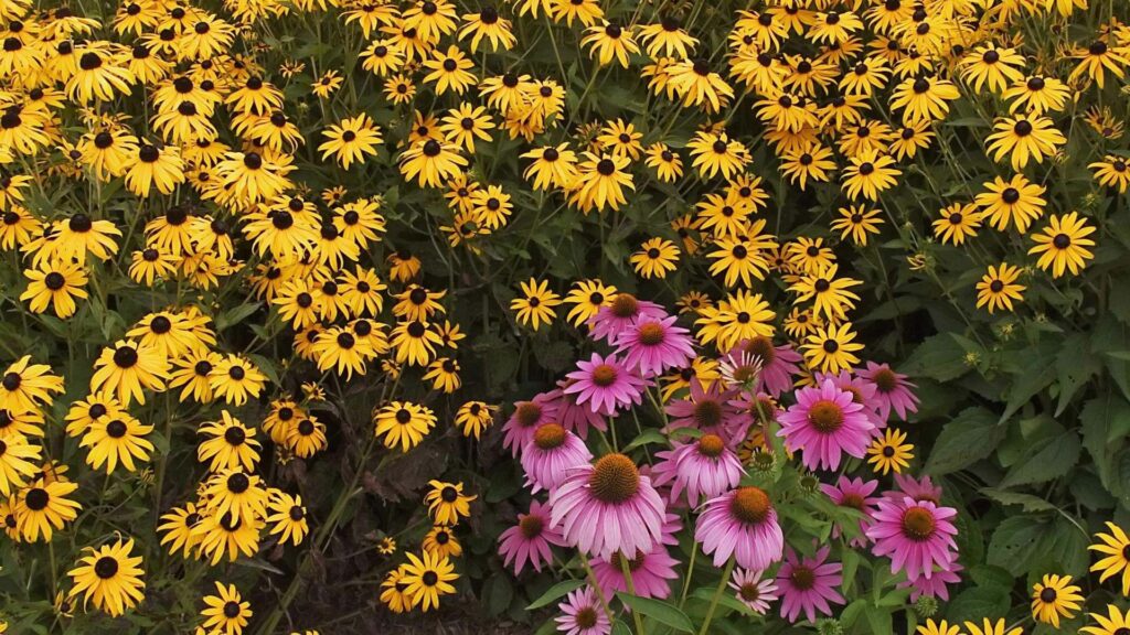 Vibrant Rudbeckia Wallpaper: Yellow & Pink Flowers in Lush Garden