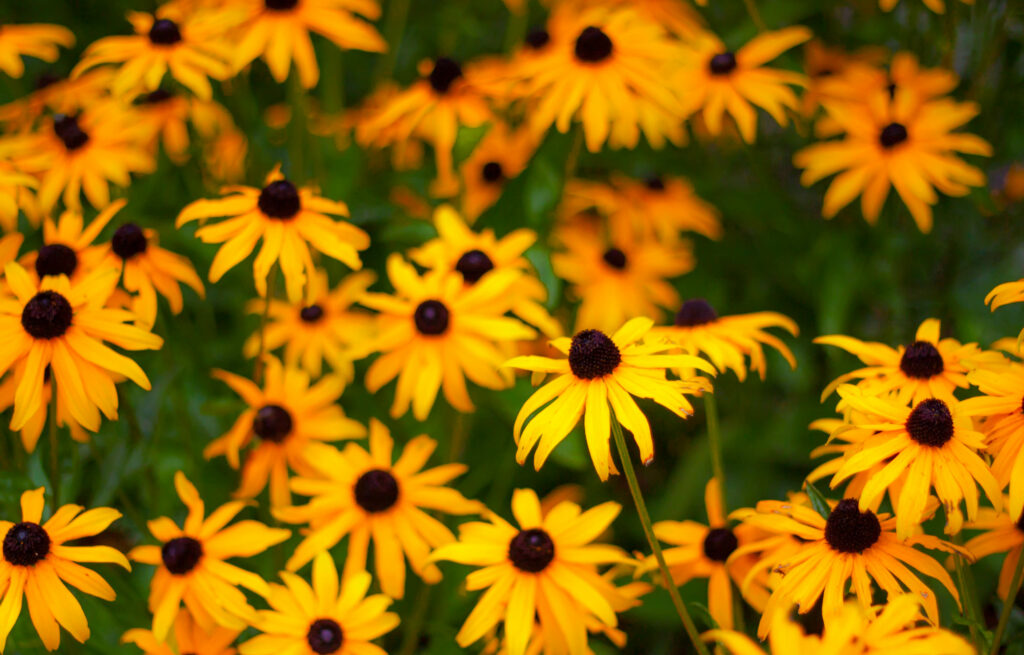 Vibrant Rudbeckia Wallpaper: Striking Yellow Flowers & Green Background