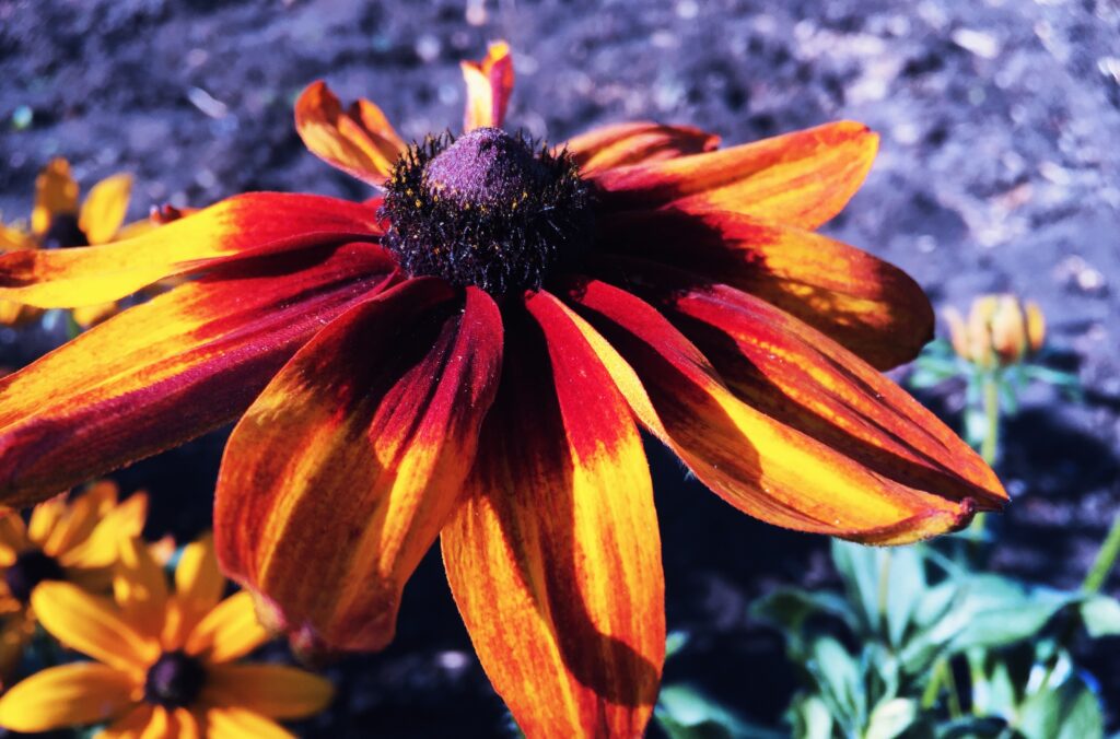 Close-Up of Vibrant Rudbeckia Hirta with Bold Orange and Red Petals Wallpaper