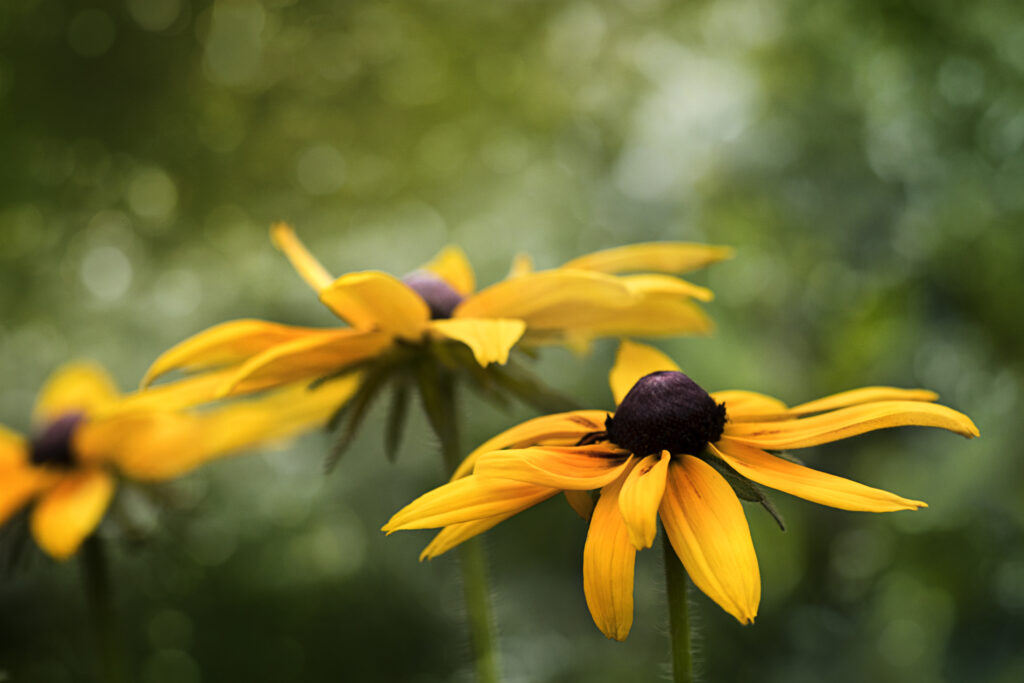 Vibrant Rudbeckia Flowers Macro Wallpaper with Blurred Background